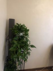 -苑苑vbeauty科技美容SPA