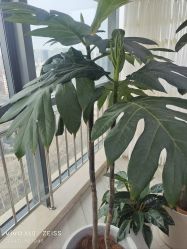 -HEYAN荷妍专业脱毛连锁机构