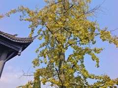 -张坝桂圆林公园