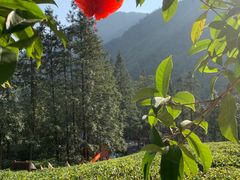 -姑婆山旅游区