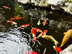-鲤院·新中式美学·庭院餐厅(夫子庙店)