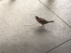 -翠华餐厅(山顶道店)