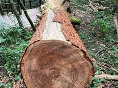 -天目山大树王景区