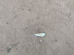 -六鳌翡翠湾滨海度假景区