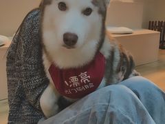 -Husky Go! 哈士奇体验馆·宠物咖啡厅狗咖