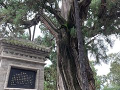 -黄帝陵