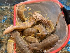 -阳江餐厅·30年老字号·粤菜海鲜大排档