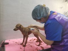 -宠福鑫康馨动物医院·骨科·眼科