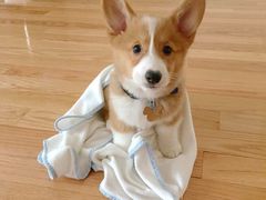 -东吴面馆(因果巷店)