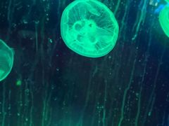 -芜湖新华联大白鲸海洋公园