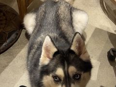 -more than meow吴止猫主题餐厅(承德 中船汇店)