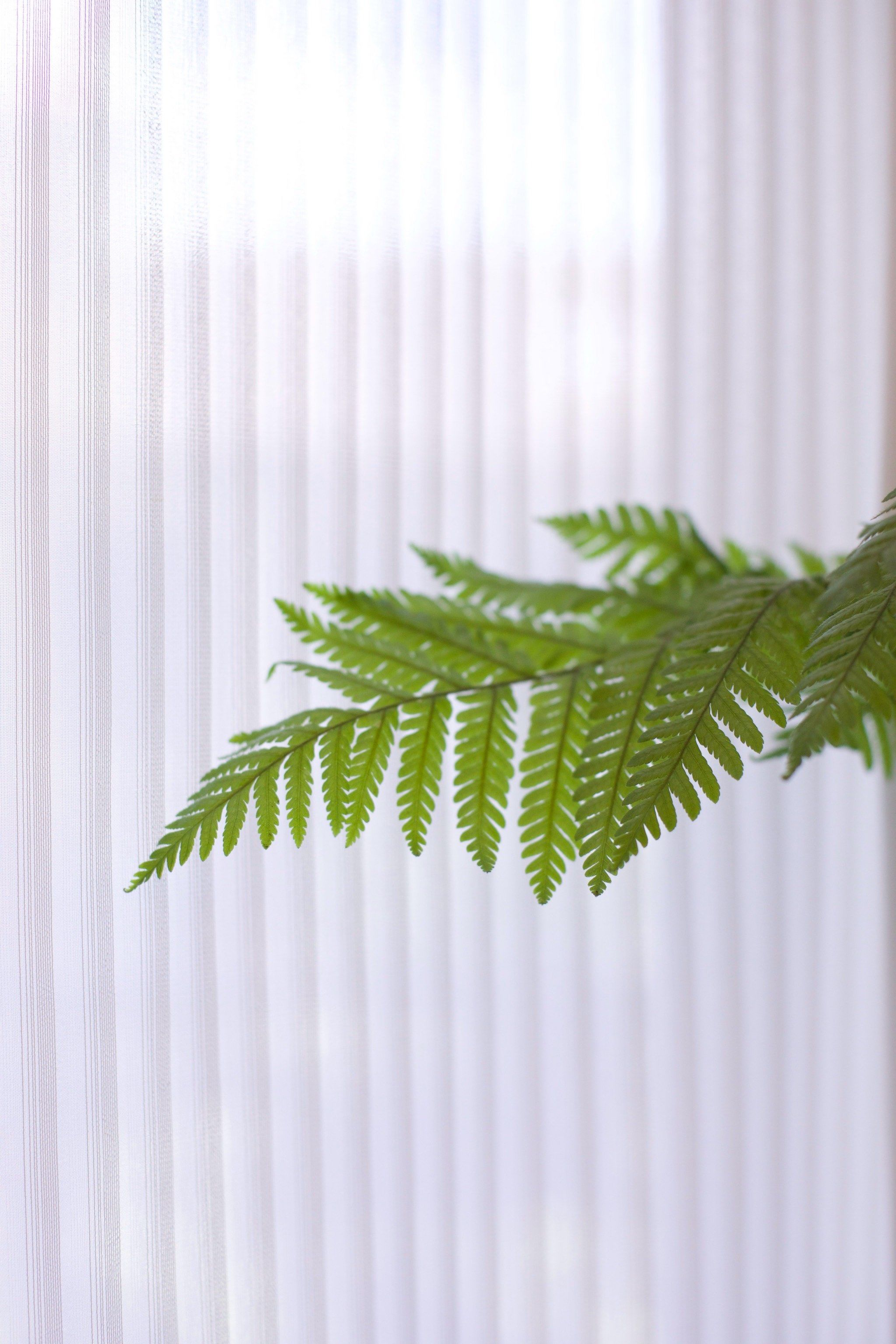 清新宅角小绿植