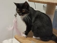 -是阿柴呀！柴犬咖啡·爱喵喵猫咖