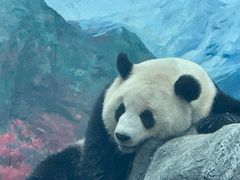 -武汉动物园