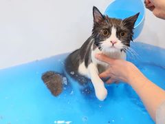-momokira米努特·德文卷毛猫·棉花面纱犬