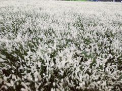 -日照海滨国家森林公园