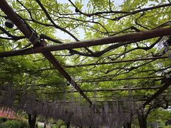 -嘉定紫藤园