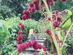 -黑龙江省森林植物园