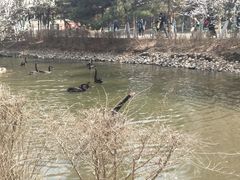 -长白岛森林公园