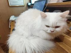 -MOCHA明星猫咖(田子坊店)