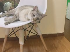 -李小姐の猫咖啡馆(五角场店)
