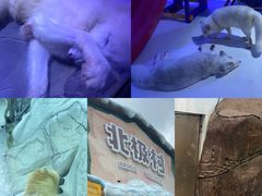 -海合安成都极地海洋公园