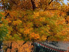 -香山公园