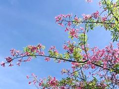 -南沙蒲洲花园