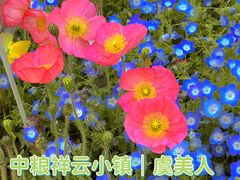 -中粮·祥云小镇