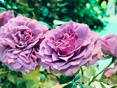 -双季花艺园艺市场(浦东店)