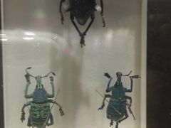 -上海昆虫博物馆
