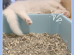 -屋虎猫馆(宝安大仟里店)