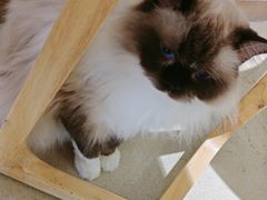 -藏猫猫咖啡主题馆(中央大道店)