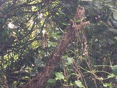 鹅銮鼻公园-鹅銮鼻公园
