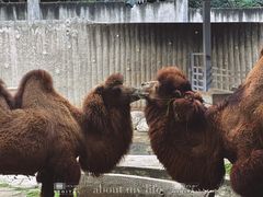 -成都动物园