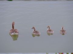 -池杉湖湿地公园