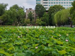 -莲湖公园