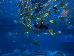 -华夏文旅海洋公园