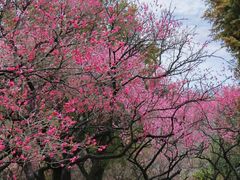 -梅花山(明孝陵内)