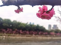 -望江楼公园