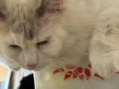 -平行世界·猫咖(首经贸店)