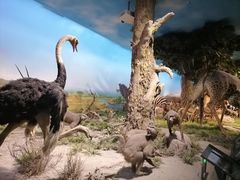 -国家自然博物馆