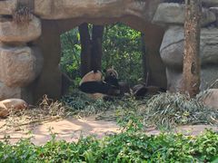 -中国大熊猫保护研究中心雅安碧峰峡基地