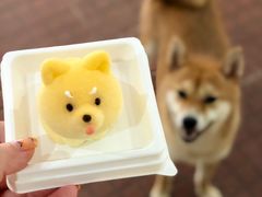 -柴犬高等学院·狗咖·柴犬售卖·宠物训练