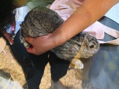 -momokira米努特·德文卷毛猫·棉花面纱犬
