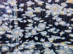 -太平洋海底世界