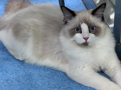 -万博宠物医院·手术·诊疗(未央凤城五路店)