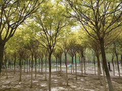 -西青郊野公园