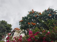 -深圳仙湖植物园