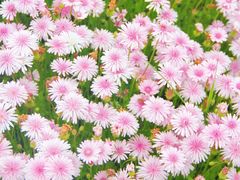 -春花秋色城市公园